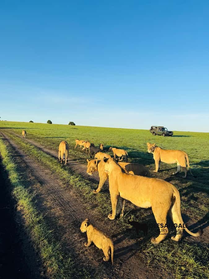 From Nairobi to Masai Mara Reserve & Village visit Day trip - Price and Logistics: What $230 Really Buys