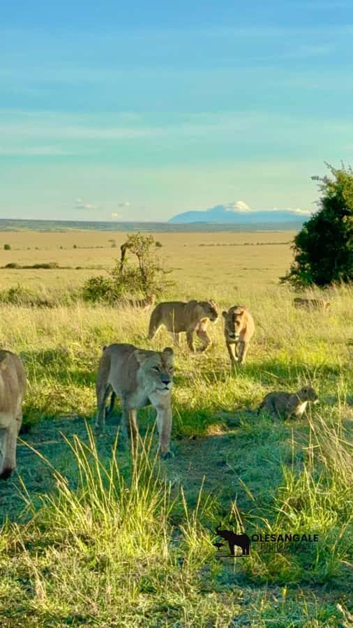 From Nairobi to Masai Mara Reserve & Village visit Day trip - Who Should Go, and Who Should Skip This Day Trip