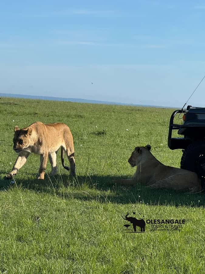 From Nairobi to Masai Mara Reserve & Village visit Day trip - Photo and Comfort Tips for a Mara Day