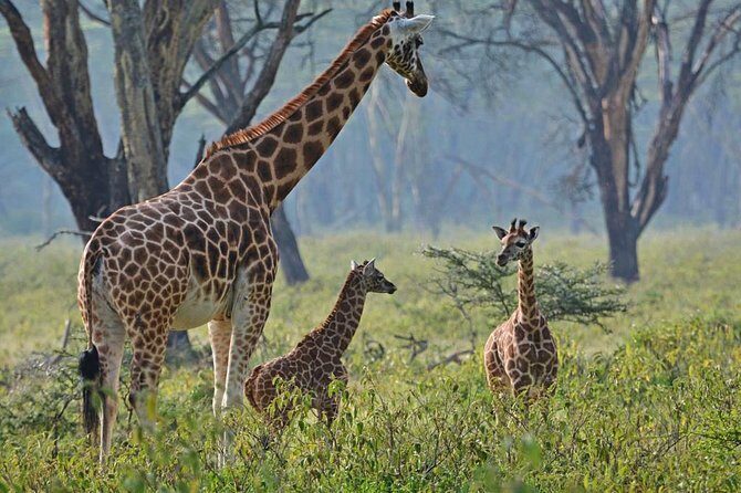 Full Day Lake Nakuru Park and optional boat ride on Lake Naivasha - What this day trip is really like