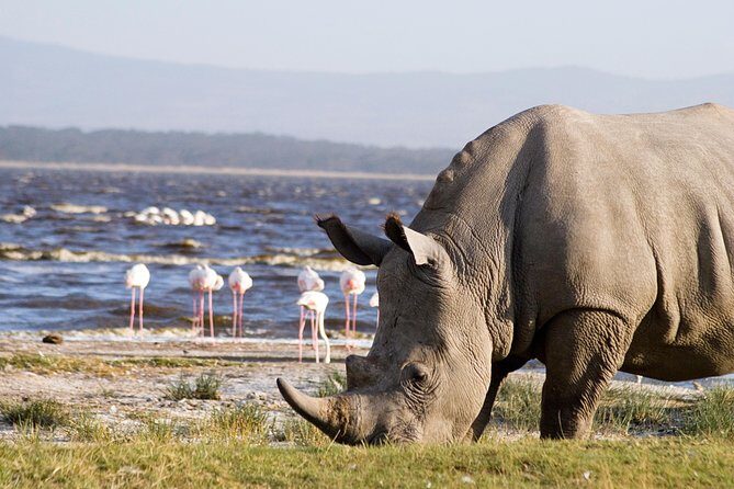 Full Day Lake Nakuru Park and optional boat ride on Lake Naivasha - Lunch at Lake Nakuru Lodge: where the day breathes