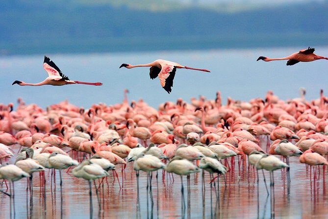 Full Day Lake Nakuru Park and optional boat ride on Lake Naivasha - Lake Naivasha transfer and the Makalia Waterfalls photo stop