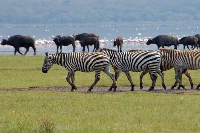 Full Day Lake Nakuru Park and optional boat ride on Lake Naivasha - Price and what value looks like in real terms