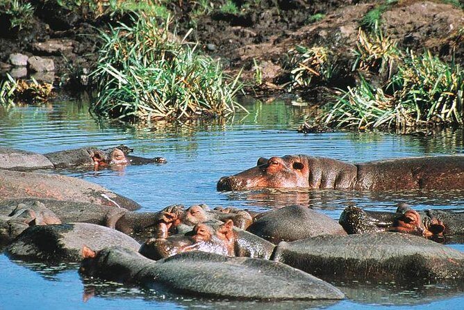 Full Day Mombasa Excursion Tour - Private tour in theory, group pacing in practice