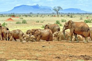 Full Day Private Tour of Tsavo East National Park from Mombasa - First game viewing window: from red elephants to man-eaters legends