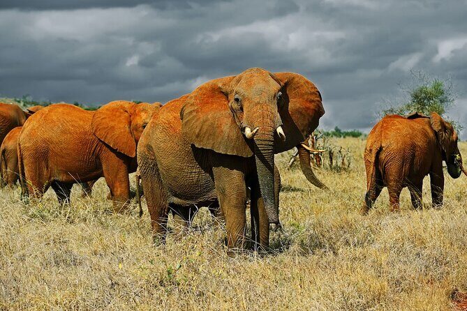 Full Day Private Tour of Tsavo East National Park from Mombasa - Lunch inside the Tsavo East area: refuel without losing the safari mood