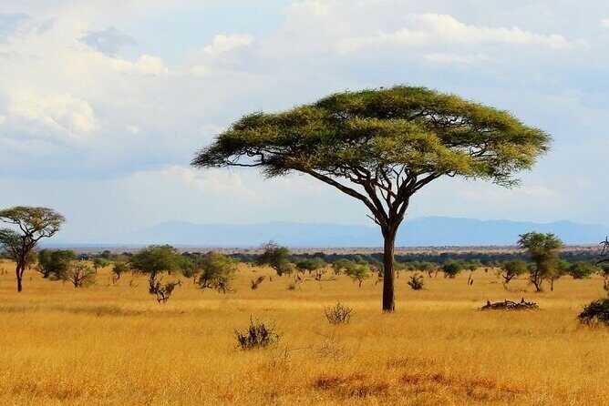 Full Day Private Tour of Tsavo East National Park from Mombasa - Comfort, safety, and that bumpy-road reality