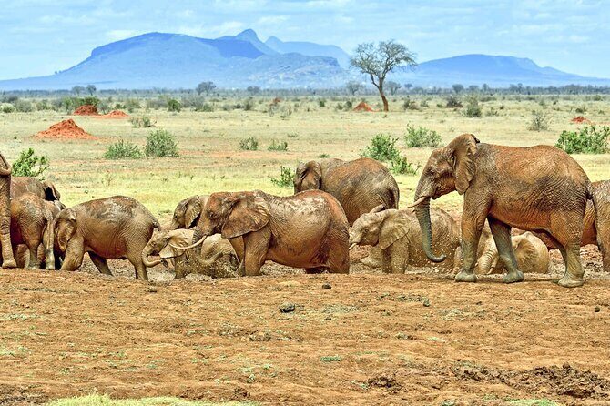 Full Day Private Tour of Tsavo East National Park from Mombasa - First game viewing window: from red elephants to man-eaters legends