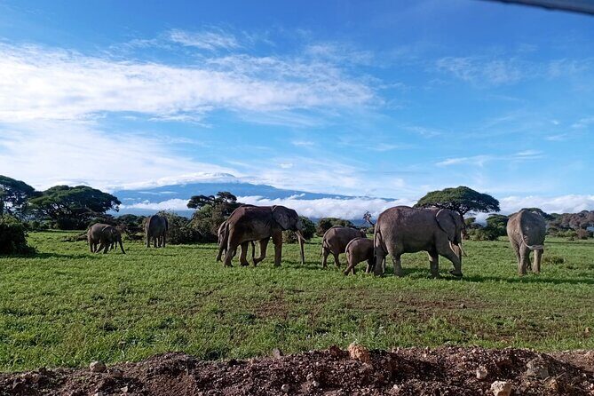 Full Day Tour in Amboseli National Park from Nairobi - Open-roof safari time and Kilimanjaro views