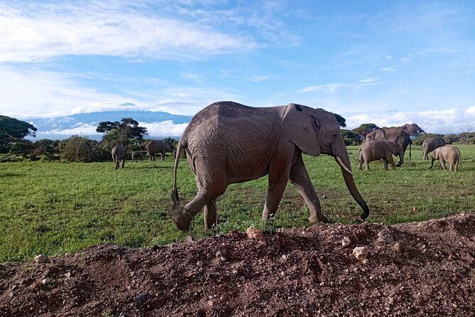 Full Day Tour in Amboseli National Park from Nairobi - Key highlights (what to focus on)