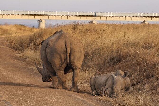 Full Day Tour in Amboseli National Park from Nairobi - Lunch at Oltukai Lodge: a break that doesn’t kill the day