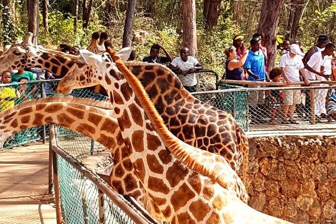 Full day tour in Mombasa - Akamba woodcarvers: watch the craft and shop souvenirs with intent