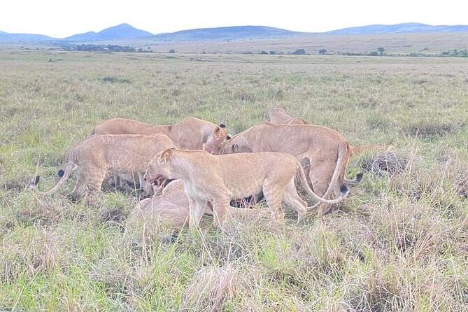 Full Day tour to Lake Nakuru National Park From Nairobi - Nairobi to Lake Nakuru: The 6am Start and Rift Valley Views