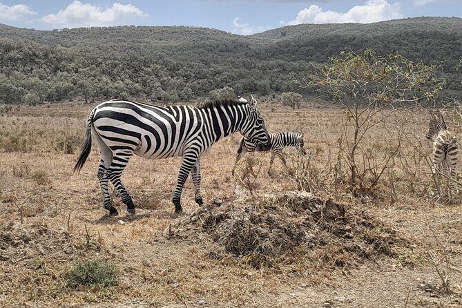 Full Day tour to Lake Nakuru National Park From Nairobi - Lake Naivasha After 2pm: Hippo Viewing by Motor Boat