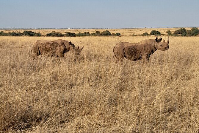 Full Day tour to Lake Nakuru National Park From Nairobi - Should You Book This Tour? My Straight Answer