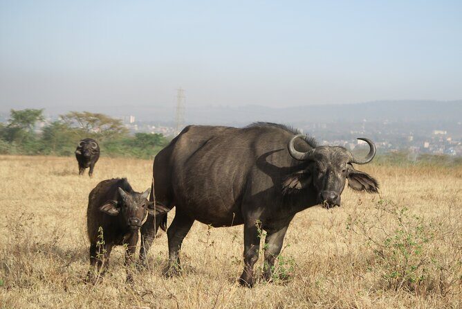 Full Day tour to Lake Nakuru National Park From Nairobi - Lake Nakuru Game Drive: Flamingos, Rhinos, and a Guide Who Waits
