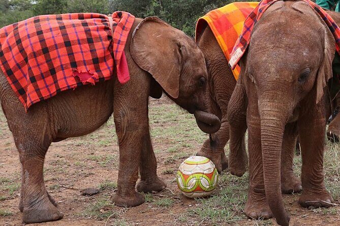 Giraffe Center and David Sheldrick Elephant Orphanage Day Tour from Nairobi - A 6-hour Nairobi loop: pickup, small groups, and a realistic pace