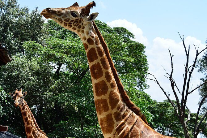 Giraffe Center and David Sheldrick Elephant Orphanage Day Tour from Nairobi - Kazuri Beads Factory: a clay-and-bead craft break that keeps the day balanced