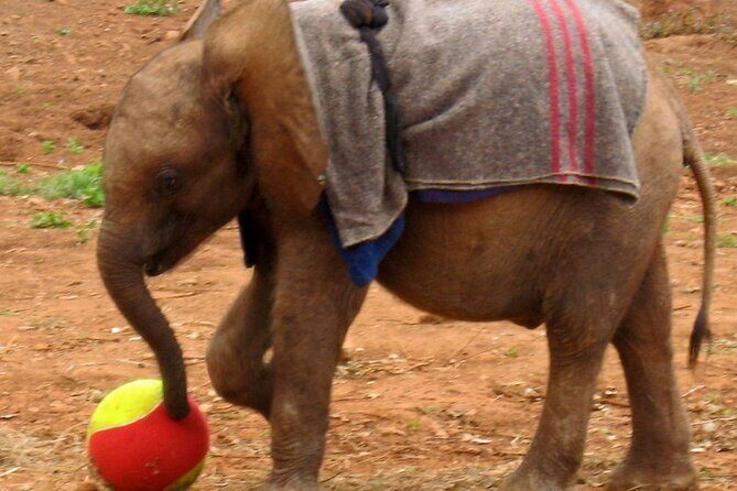 Giraffe Center and David Sheldrick Elephant Orphanage Day Tour from Nairobi - Price and park fees: what you’re really paying for