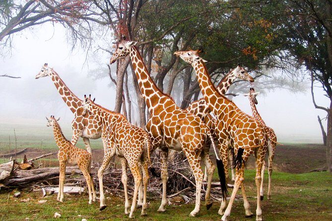 Giraffe Center and David Sheldrick Elephant Orphanage Day Tour from Nairobi - Who this tour suits best (and who should think twice)