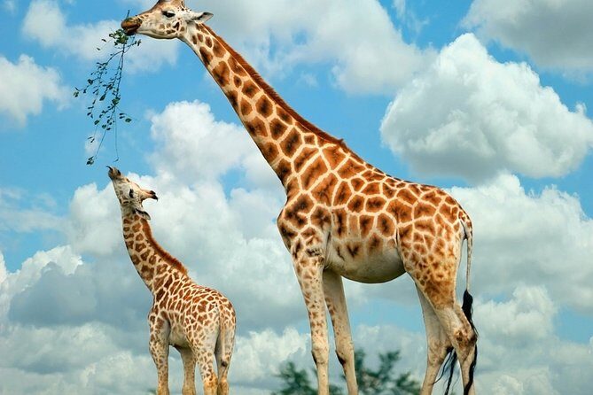 Giraffe Center and David Sheldrick Elephant Orphanage Day Tour from Nairobi - Should you book the Giraffe Centre and Sheldrick plus Kazuri day tour?