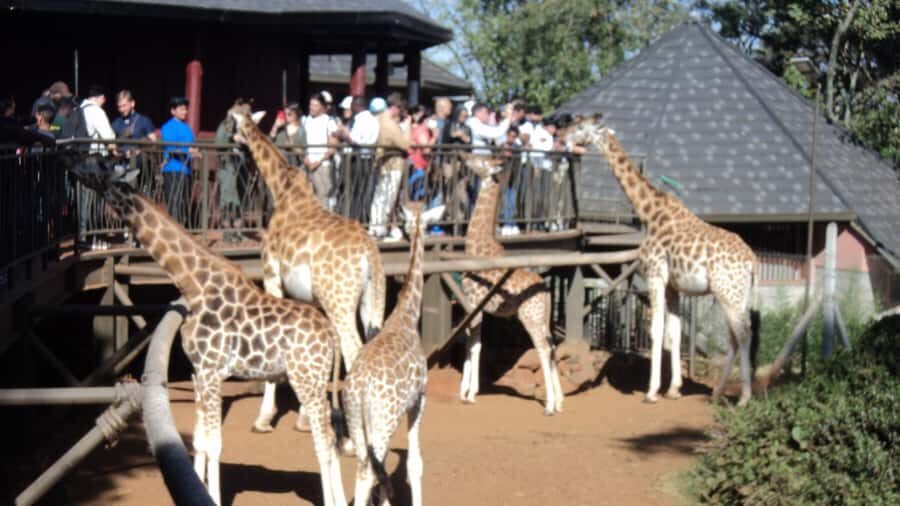 Giraffe Center and Karen Blixen Museum Tour from Nairobi - Giraffe Center: feeding Rothschild giraffes the right kind of close