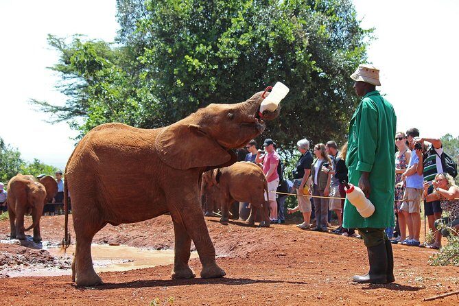 Giraffe center, Elephant Orphanage and Beads Center - Key highlights at a glance