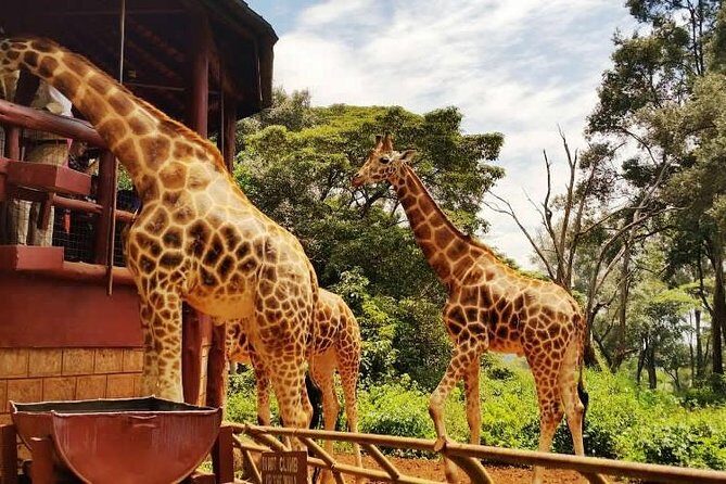 Giraffe center, Elephant Orphanage and Beads Center - Two sanctuaries and one bead workshop in a single day