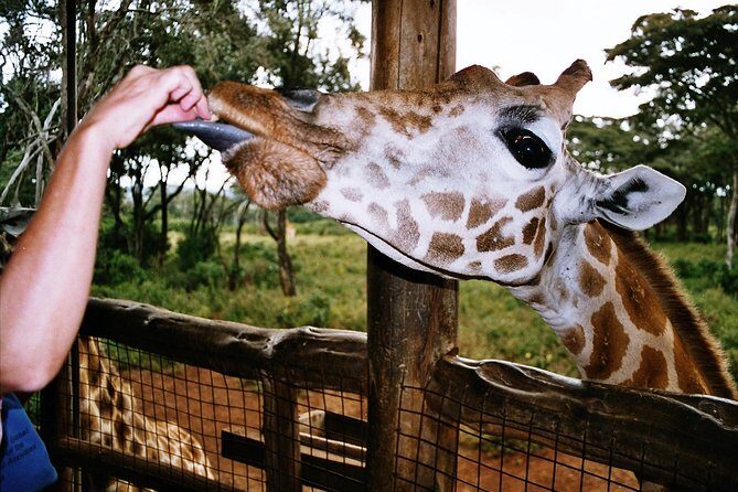 Giraffe center, Elephant Orphanage and Beads Center - Stop 2: Sheldrick Wildlife Trust and the 11AM–12NOON window