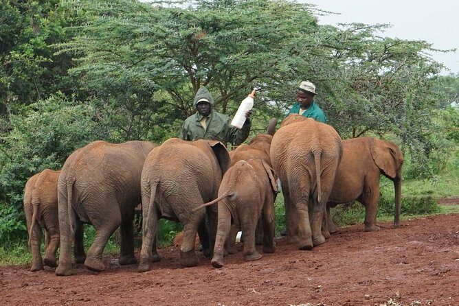 Giraffe center, Elephant Orphanage and Beads Center - What to bring and how to make the day better