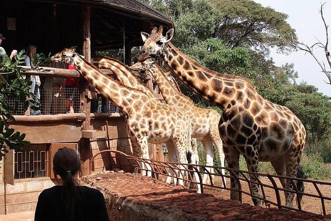Giraffe center, Elephant Orphanage and Beads Center - Price and logistics: what you’re really paying for