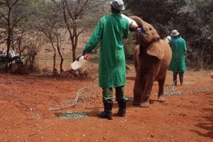 Giraffe Center, Elephant Orphanage, Beads Center & Bomas of Kenya Tour Nairobi - David Sheldrick Wildlife Trust: elephants, names, and the 11:00am–12:00 noon rule