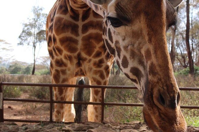 Giraffe Center, Elephant Orphanage, Beads Center & Bomas of Kenya Tour Nairobi - Price and logistics: what $135 covers and the $45 park entry