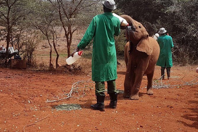 Giraffe Center, Elephant Orphanage, Beads Center & Bomas of Kenya Tour Nairobi - David Sheldrick Wildlife Trust: elephants, names, and the 11:00am–12:00 noon rule