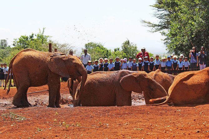 Giraffe Center & Elephant Orphanage Guided Day Tour From Nairobi - Sheldrick Wildlife Trust: milk bottles, rope fences, and tiny elephant routines