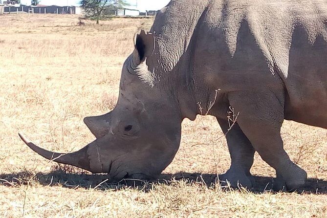 Giraffe center, stedmark animals haven & Nairobi Park Tour - Nairobi National Park safari: white and black rhinos, plus big cats