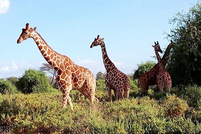 Giraffe center, stedmark animals haven & Nairobi Park Tour - Price and logistics: what the $45 really covers