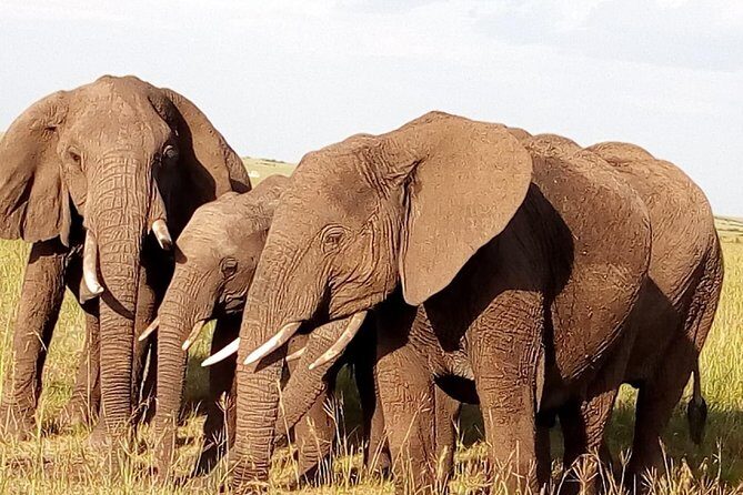 Giraffe center, stedmark animals haven & Nairobi Park Tour - Who this tour fits best