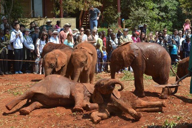 Giraffe Centre, Elephant Orphanage, and Bomas of Kenya Day Tour from Nairobi - Key highlights to look for