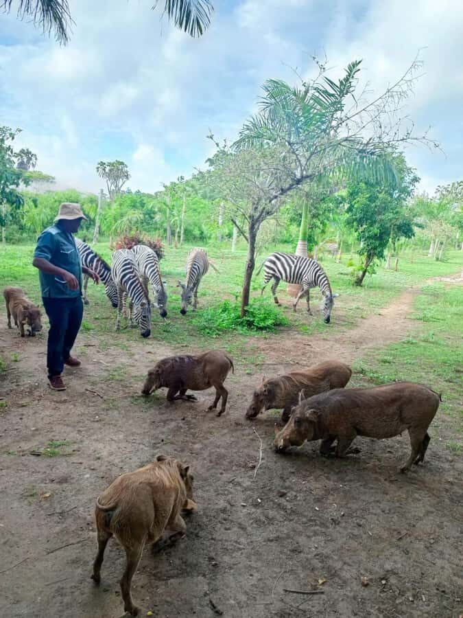 giraffe feeding - Key things to know before you go