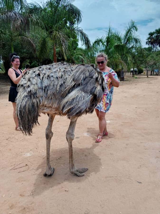 giraffe feeding - The guided nature walk: what you’ll feed and what you’ll spot