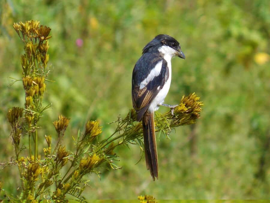 Group joining day trip to Lake Nakuru from Nairobi - Key things to know before you go