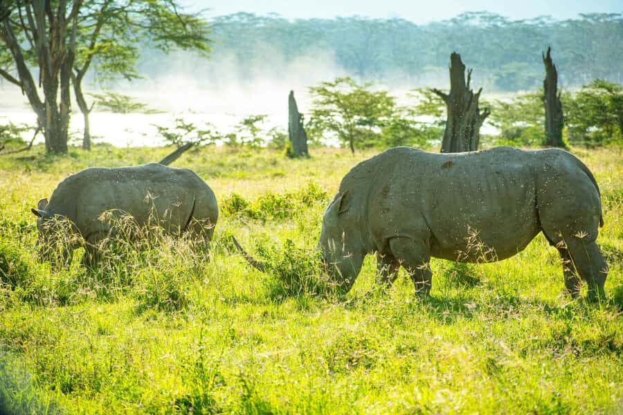 Group joining day trip to Lake Nakuru from Nairobi - Lake Nakuru works as a Nairobi day trip when time is tight