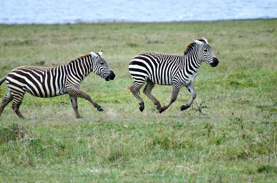 Group joining day trip to Lake Nakuru from Nairobi - Guided tour time, free time, and why it’s a smart mix