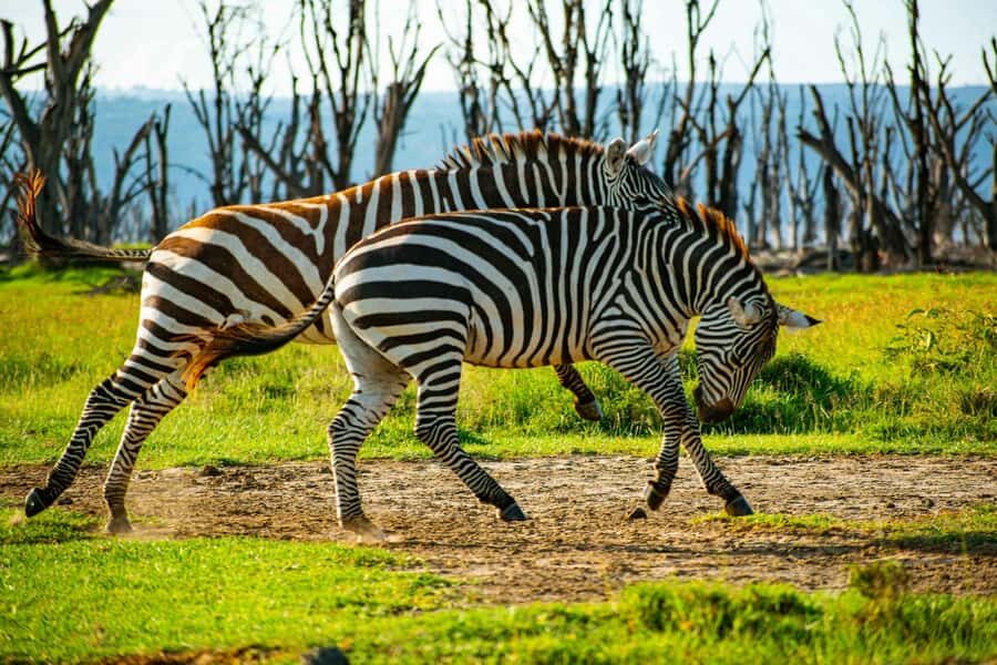 Group joining day trip to Lake Nakuru from Nairobi - Getting there: pickup, road time, and the Rift Valley photo break