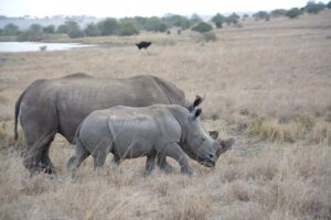 Half-Day Nairobi National Park and Maasai Market with Pick up - Pickup, timing, and how the 5-hour day is actually paced