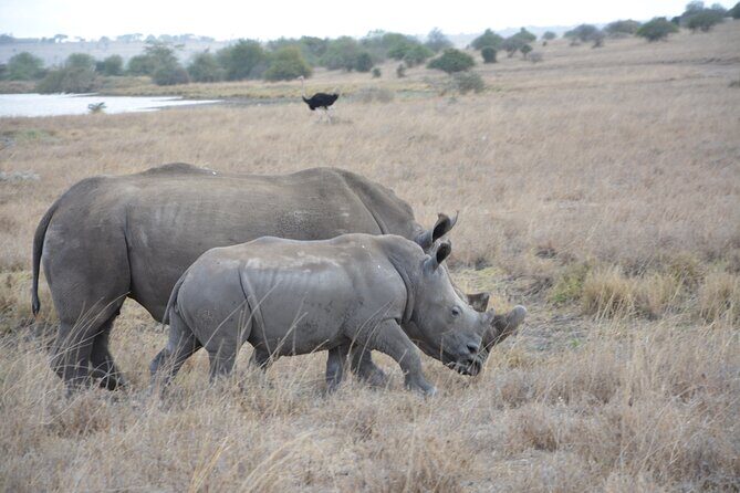 Half-Day Nairobi National Park and Maasai Market with Pick up - Pickup, timing, and how the 5-hour day is actually paced