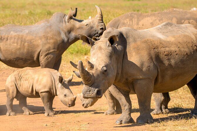 Half-Day Nairobi National Park Private Tour with admission - Pickup and the safari vehicle: comfort that actually matters