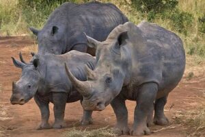 Half-Day Nairobi National Park Private Tour with admission - The 4-hour game drive: what you’re actually aiming to see