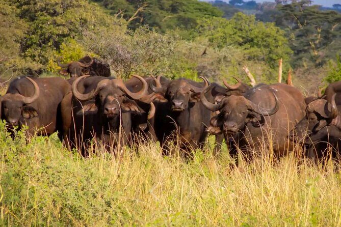 Half-Day Nairobi National Park Private Tour with admission - Kobe Beads Factory: clay bead jewelry and cultural learning